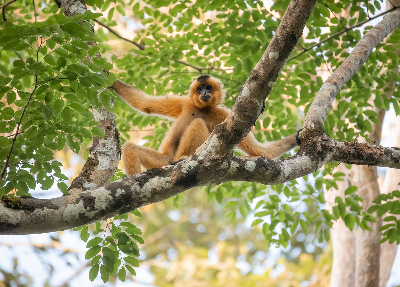 Gibbonese - A female yellow-cheeked gibbon relaxing in the trees of Cat ...