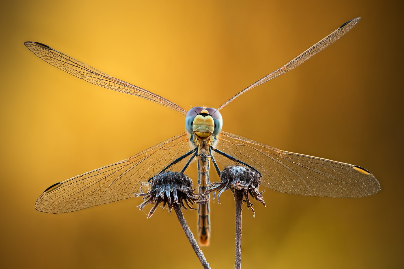 photostack a dragonfly