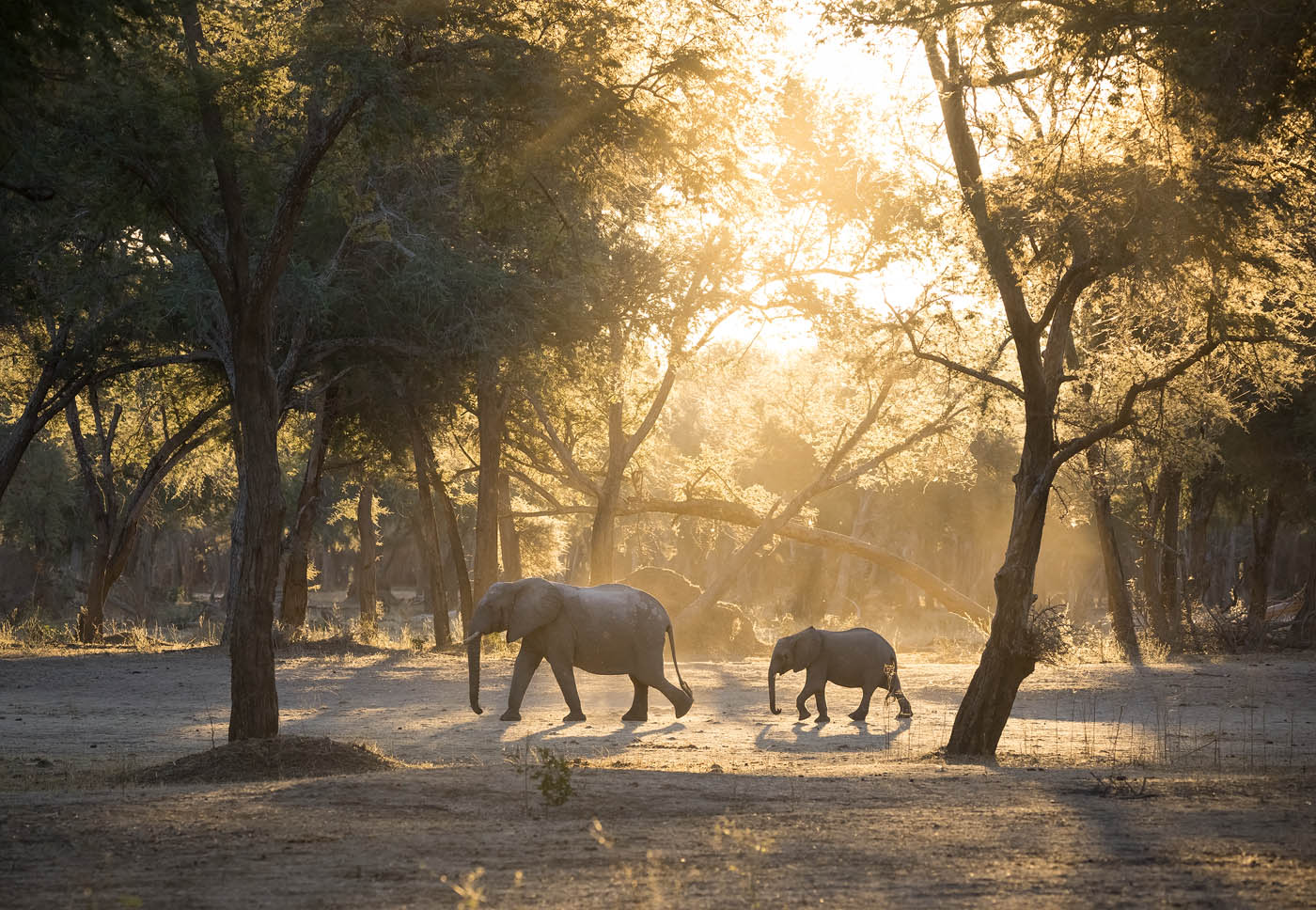 Follow, Little One - An elephant mother and calf are backlit as they ...