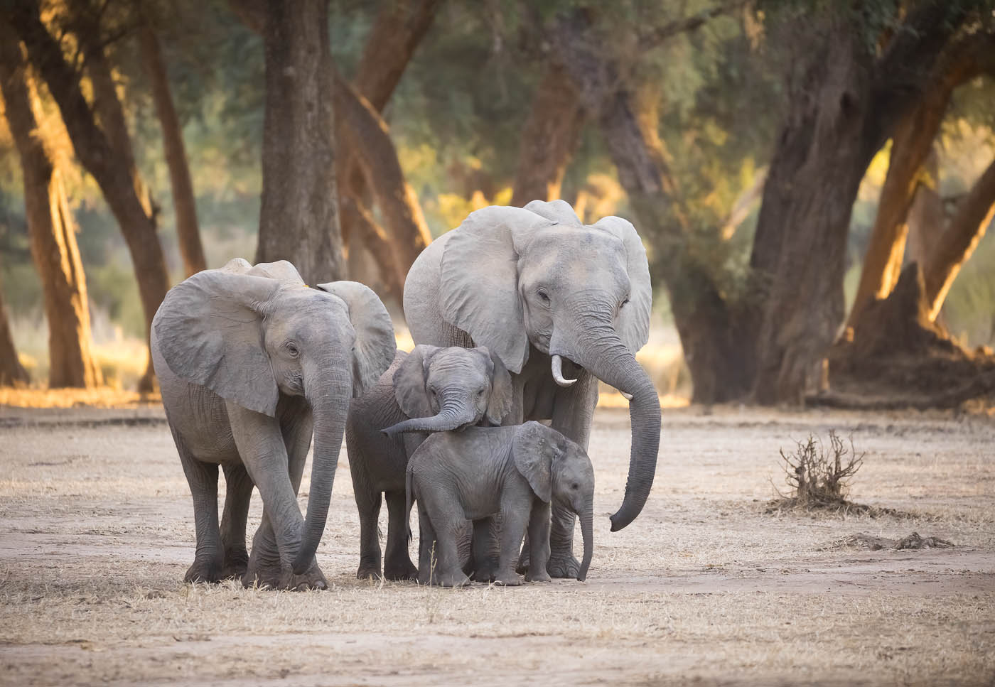 Group Hug - A family of elephants in a lovely group hug - Lower Zambezi ...