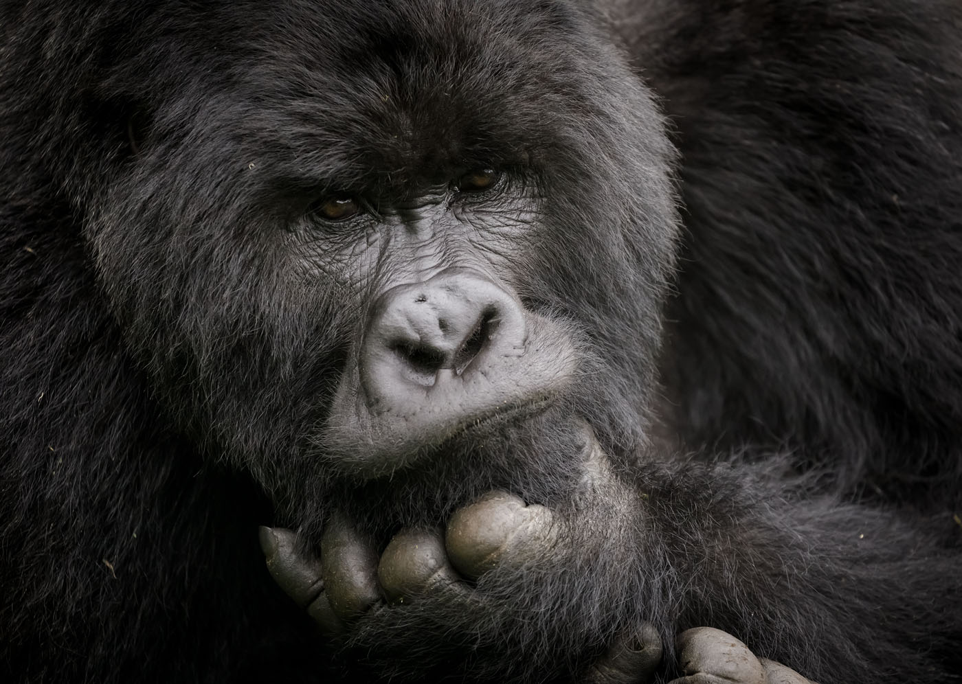 male silverback mountain gorilla