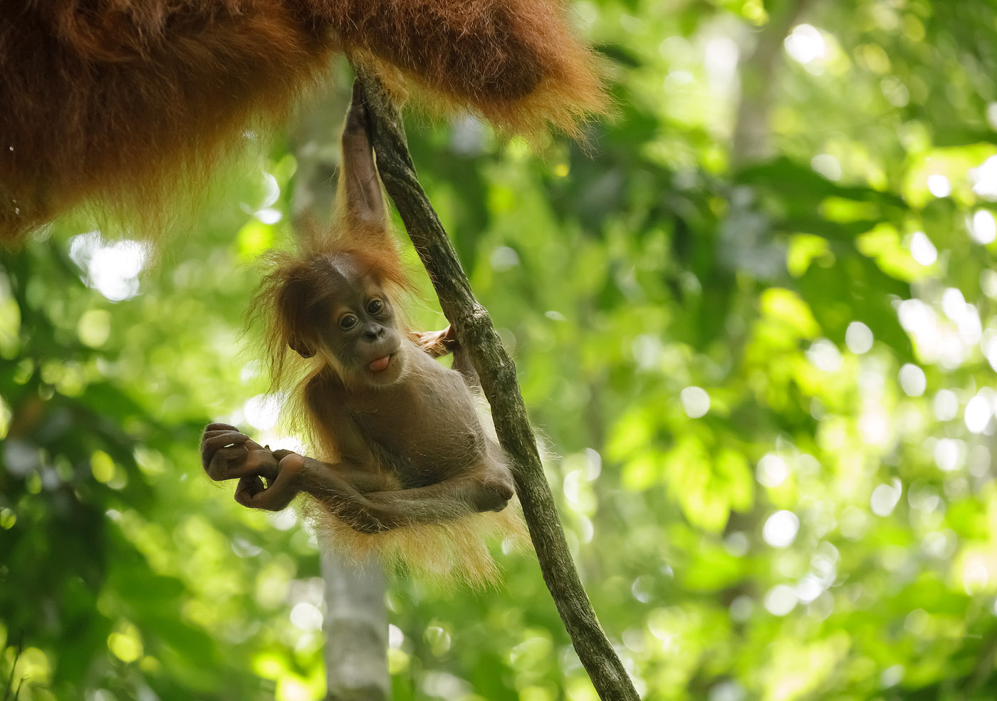 Play Time - An orangutan baby hangs down from a branch and plays ...