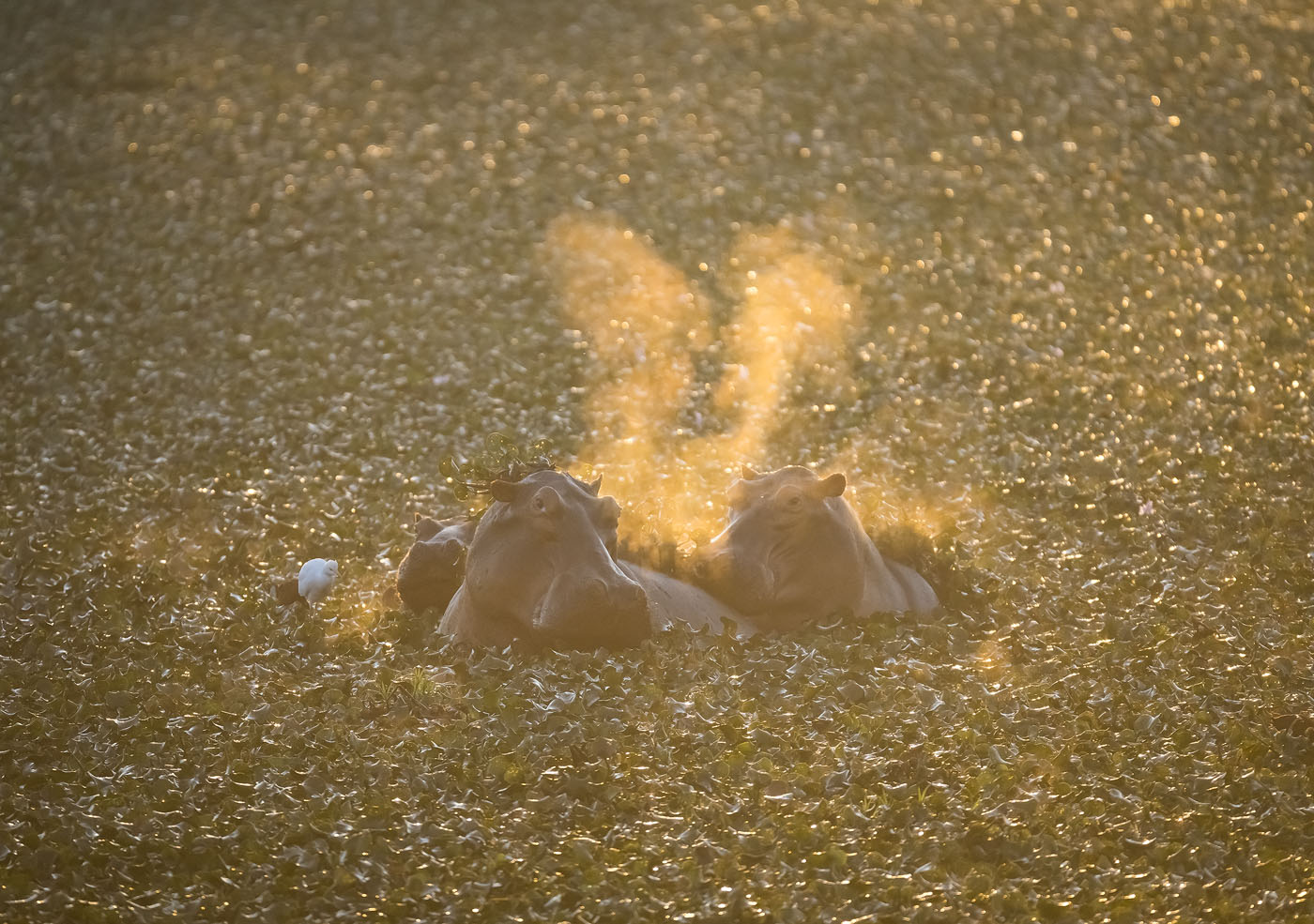 Morning Breath - A hippo's breath is backlit during sunrise over a ...