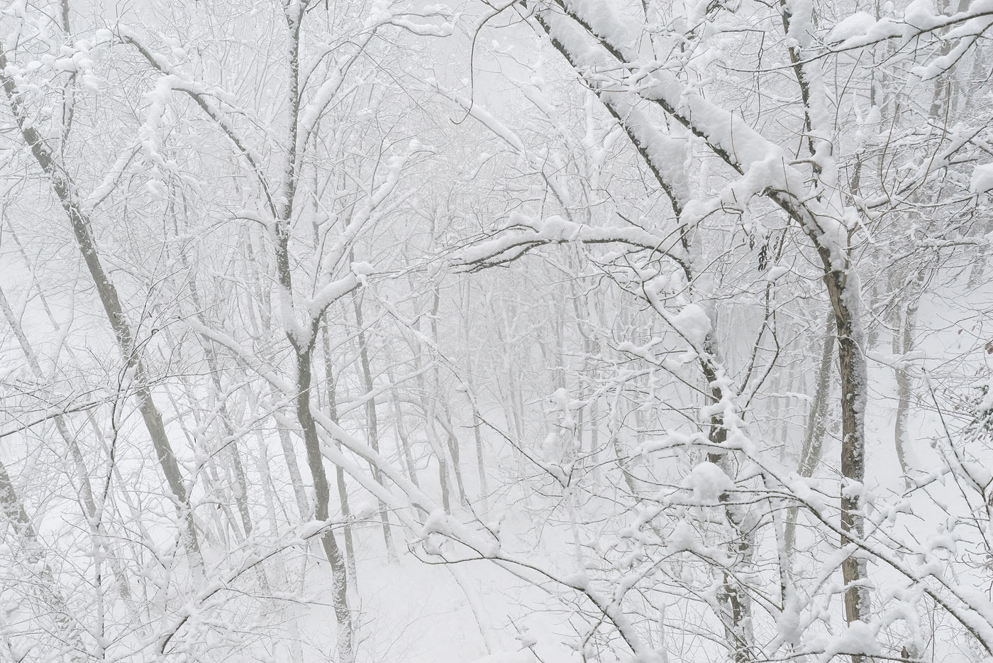 White Forest - Snow covered trees near Leuenfall, Switzerland