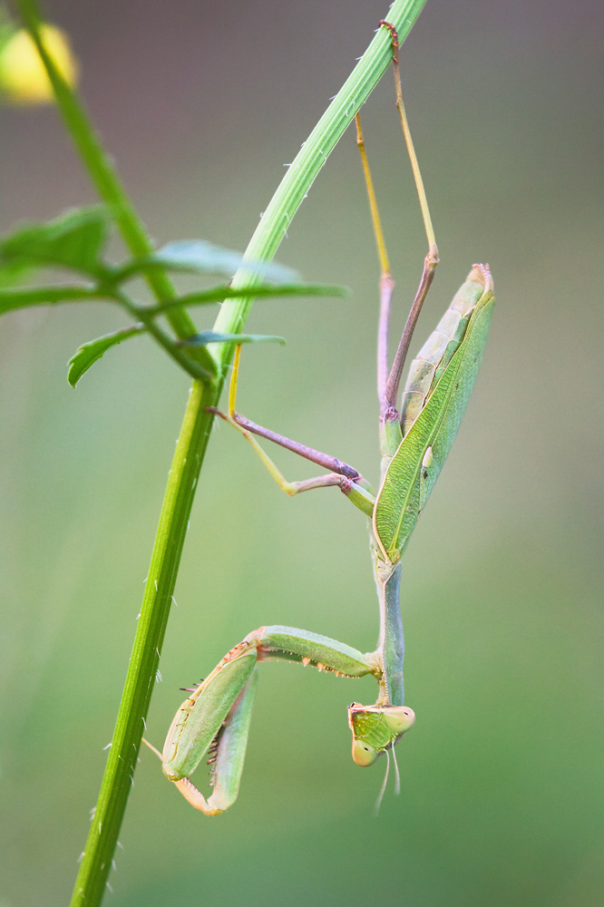 Behemoth, big huge green female praying mantis, beauty, natural light ...