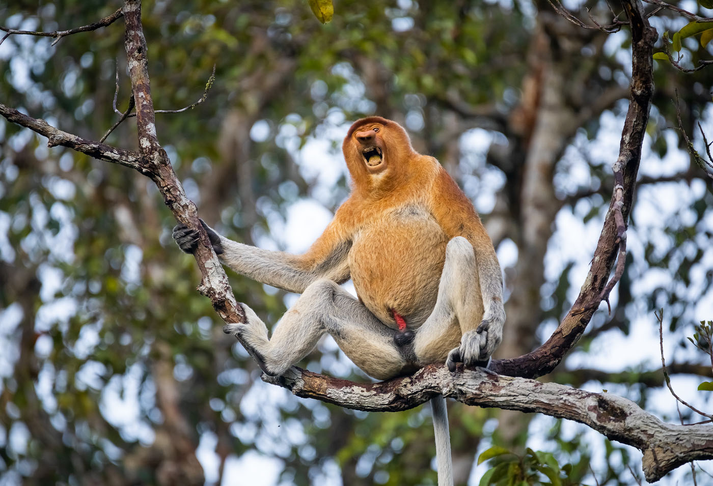 The Great Gonzo - A somewhat annoyed proboscis monkey, angrily waving ...