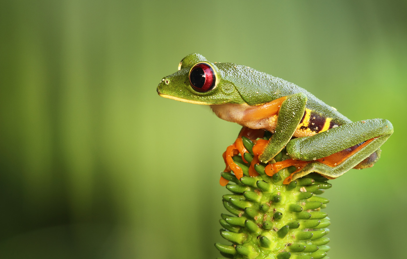 Poker Face, red eyed tree frog, Boca Del Drago, Bocas del Toro, Panama ...