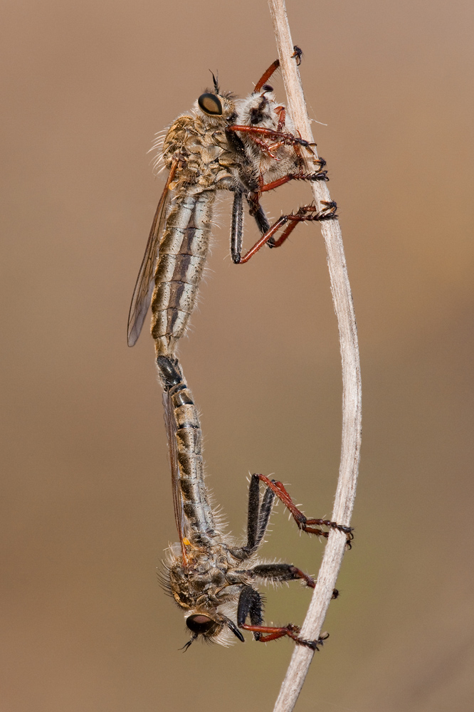 Food And Sex Robber Fly Precarious Mating Male Often Waits For The Female To Catch Prey