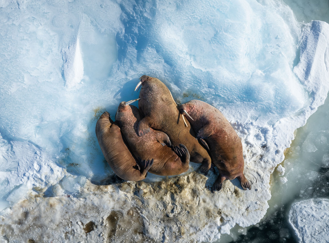 Sausage Fest - Walruses keeping warm in the Arctic by huddling together ...